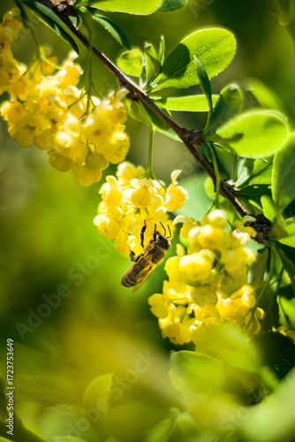 yellow flowers in the garden