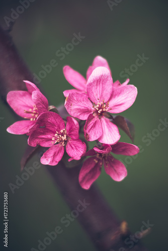 pink and white flower