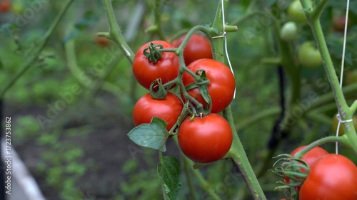 Gardener inspects tomatoes grown in a greenhouse. Fresh red tomatoes in a hand. Farmer holding fresh red tomatoes in a field, tomato harvest.