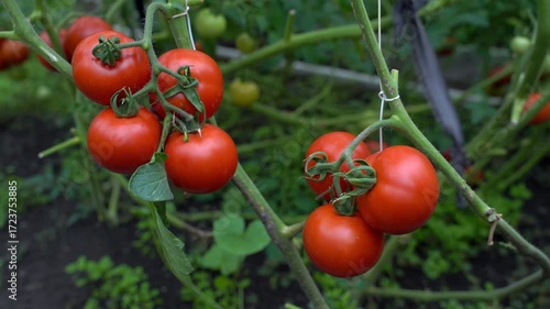 Red tomatoes in a greenhouse. Farmer harvests tomatoes in the garden.