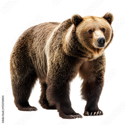 Wallpaper Mural Majestic Brown Bear Full Body Isolated on White Background for Wildlife Concepts Torontodigital.ca