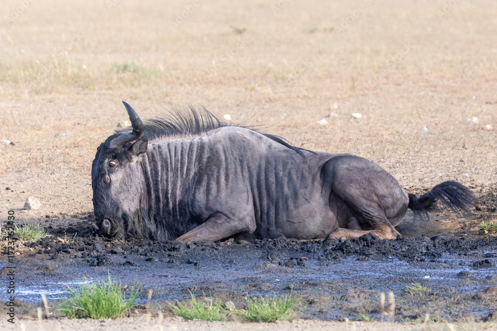 Fototapeta premium Blue Wildebeest or Brindled Gnu (Connochaetes taurinus) mudbathing to rid itelf of parasites, Kglagadi Transfrontier Park, Kalahari, South Africa
