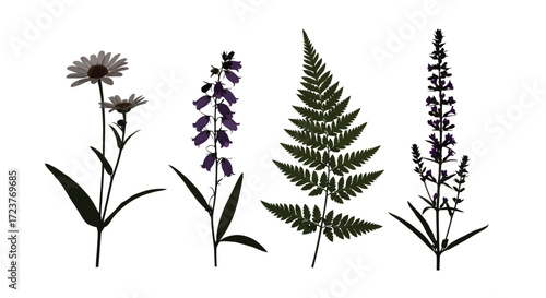 Botanical silhouettes of wildflowers and fern showing delicate floral details vector