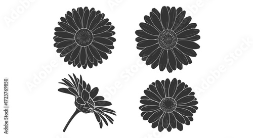 Four detailed close-up views of a single dark daisy flower showing petal texture and form vector