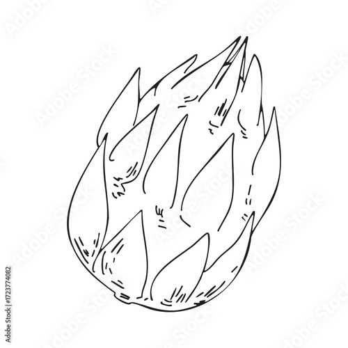 Cactus fruit, pitahaya. Vector. Doodle illustration. Outline drawing of the fruit. Design element for product packaging, cosmetics, menus, holidays