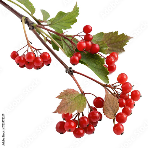 Viburnum opulus branch with red berries and green leaves isolated on transparent background, a beautiful autumn scene