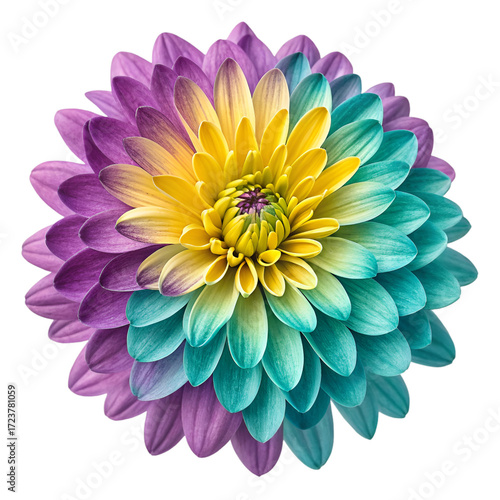 a colorful flower with purple yellow and teal layer