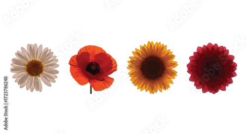 Four different colorful flowers arranged in a row isolated on vector