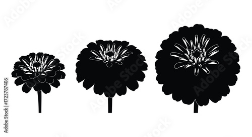 Three black silhouette chrysanthemum flowers in different sizes with stems on white vector