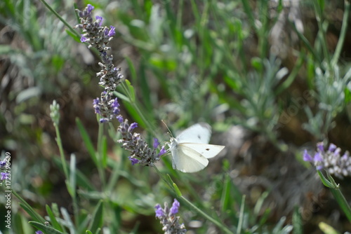 Schmetterling am Lavendel