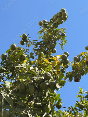 Green citrus fruits grow on branches against the sky. Orange tree. Photo
