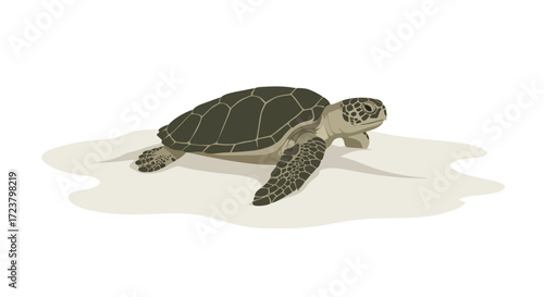 Sea Turtle Illustration with Detailed Shell Pattern.