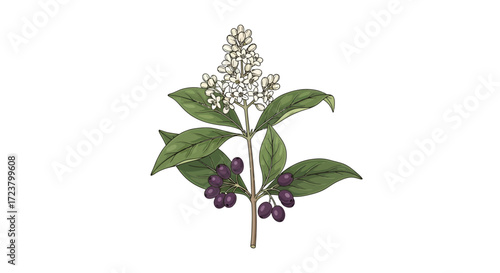Botanical illustration showcasing a delicate flowering plant with dark purple berries against white