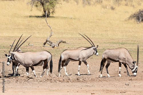 Small herd of Gemsbok or Gemsbuck (Oryx gazella) Kgalagadi Transfrontier Park, Kalahari, Northern Cape, South Africa