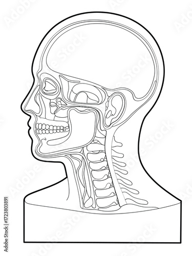 Detailed anatomical illustration of the human head and neck skeleton