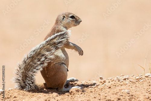 Cape or South African Ground Squirrel (Xerus inauris) on red dune  Kalahari, Northern Cape, South AFrica