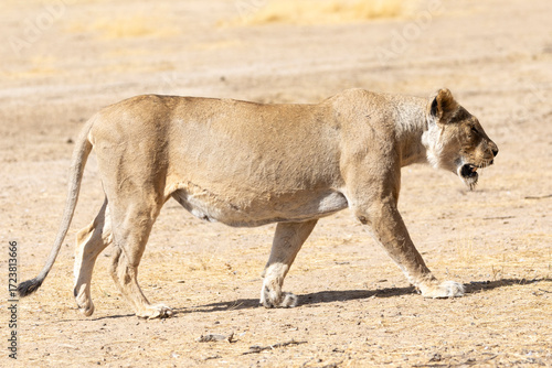 Kalahari Lion, Lioness (Panthera Leo), Kgalagadi Transfrontier Park, Kalahari, South Africa. IUCN Red List Vulnerable  due to population decline