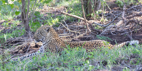 Young male African Leopard (Panthera pardus), resting in broadleaved woodland in heat of summer  Limpopo, South Africa