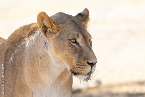 Kalahari Lion, lioness, (Panthera Leo), close up headshot, Kgalagadi Transfrontier Park, Kalahari, Northern Cape, South Africa