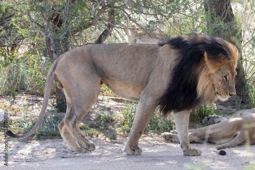 Big black-maned Kalahari Lion (Panthera leo), Kgalagadi Transfrontier Park, Northern Cape, South Africa in acacia savannah