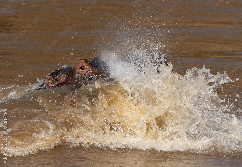 Fototapeta premium Hippopotamus fight in the river with splash of water all around, Masai Mara, Kenya