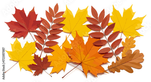 Arrangement of colorful autumn leaves including maple and oak leaves