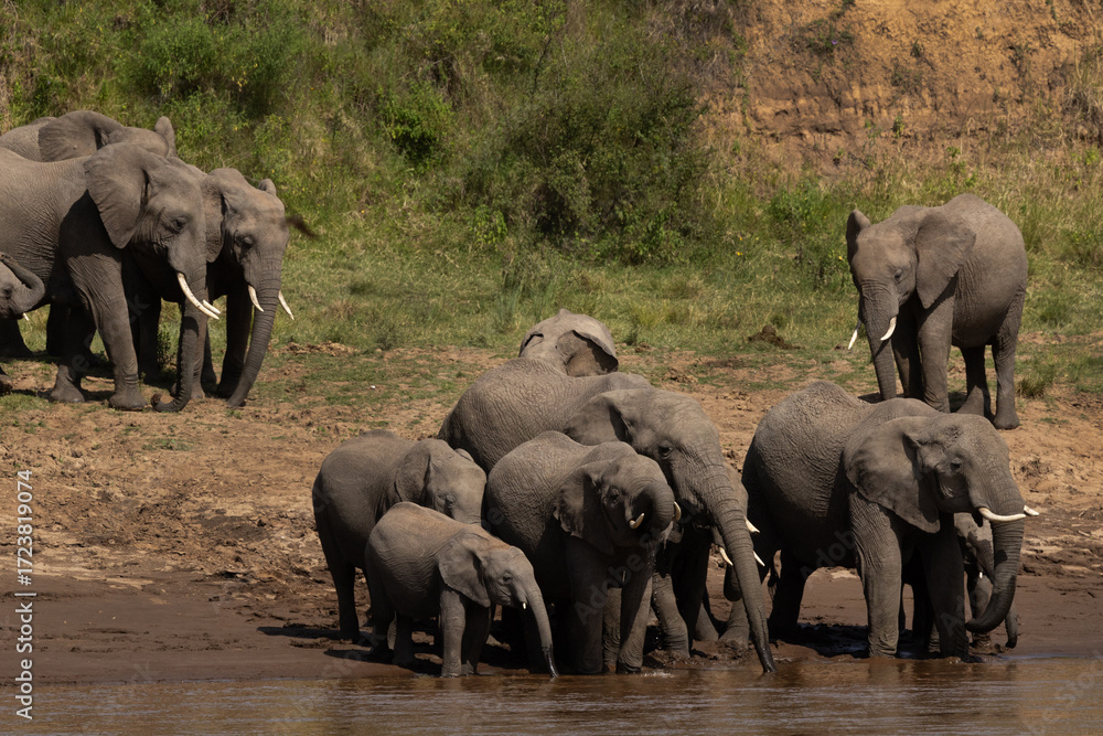 Fototapeta premium African elephants drinking water in a river channel at Masai Mara, Kenya