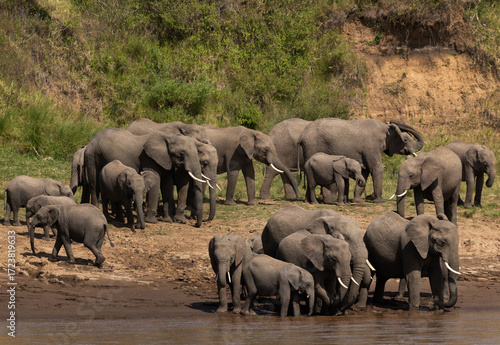 A herd of African elephants near a river channel at Masai Mara, Kenya