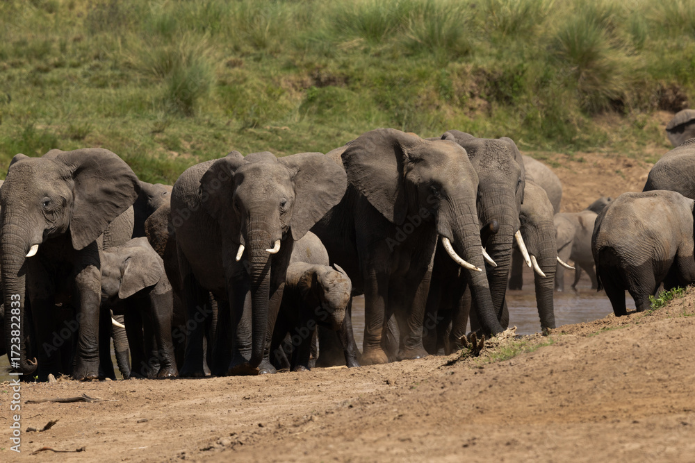 Fototapeta premium A herd of African elephants near a river channel at Masai Mara, Kenya