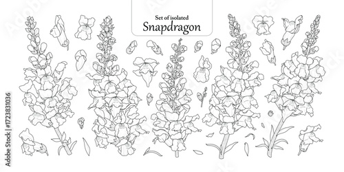 Set of Snapdragons flower in black outline and white plain, isolated on transparent background, hand-drawn botanical illustration.