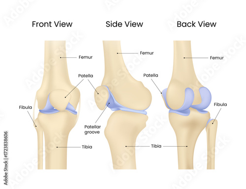 Anatomy of the Human Knee Joint Front, Side, and Back Views