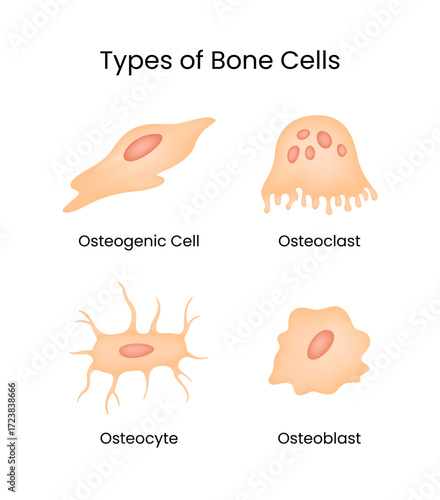 Types of Bone Cells Osteogenic Osteoclast Osteocyte and Osteoblast