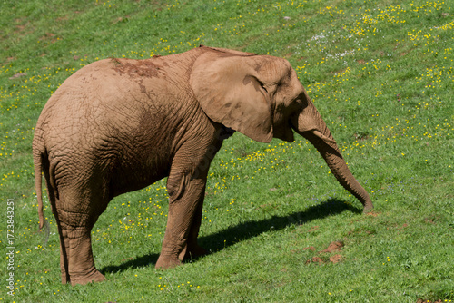 Elephant in Cabarceno park, Cantabria, Spain