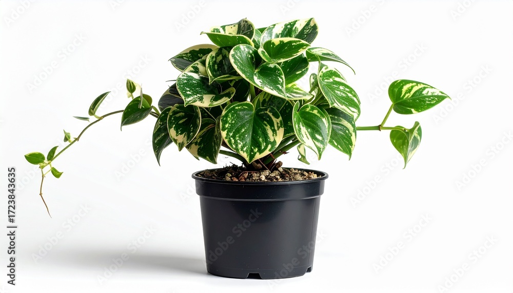 Obraz premium Lush Green and Yellow Variegated Philodendron Plant in Pot.