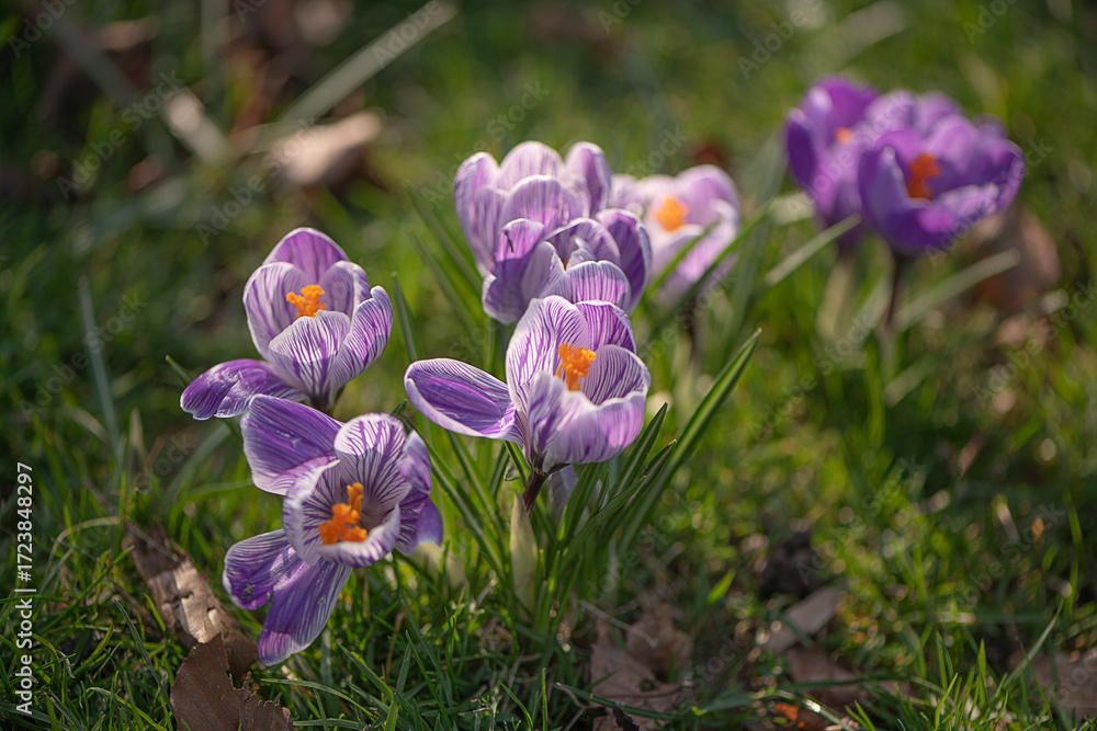 Fototapeta premium Krokusse