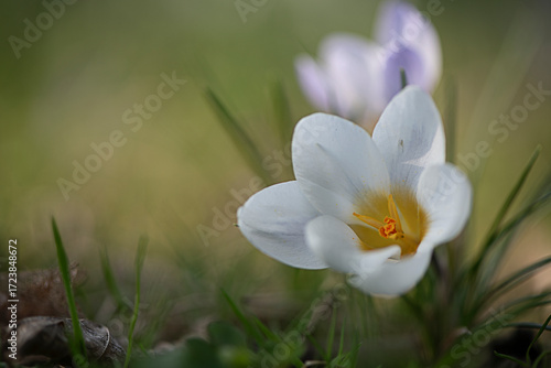 Krokusse