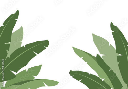 Vibrant Green Banana Leaves on White Background.