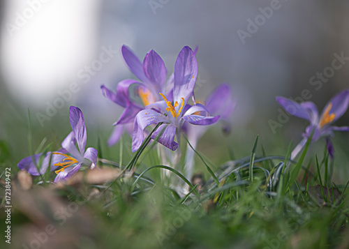 Krokusse