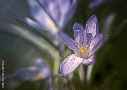 Krokusse