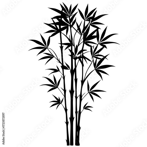 black bamboo isolated on white