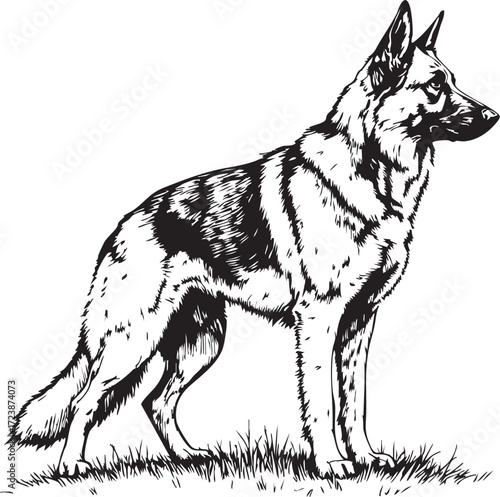  Detailed German Shepherd dog standing proudly in a loyal and alert show stance with grass beneath its paws.