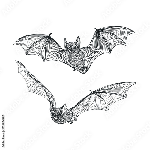 Detailed engraving-style drawing of two bats flying.
