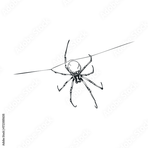 Hand-drawn black and white sketch of a spider on a thread