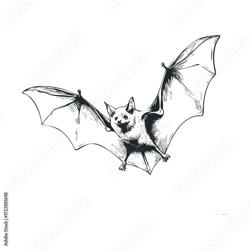 Hand-drawn black and white sketch of a flying bat