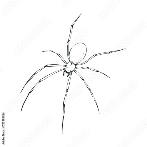  Simple black and white line drawing of a skinny spider.