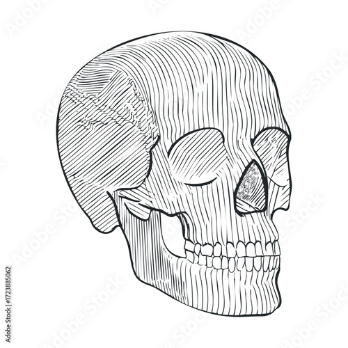 Engraving-style sketch of a human skull with crosshatch shading.