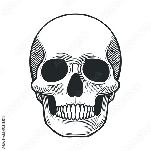  Front view line drawing of a grinning skull