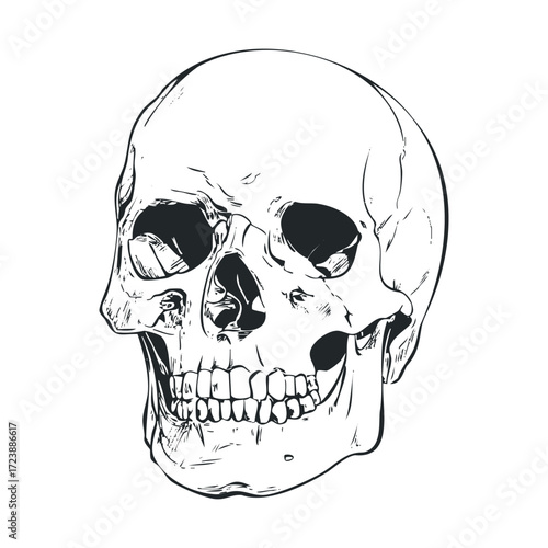 Detailed black and white ink sketch of a sinister human skull.