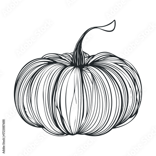 Detailed ink drawing of a whole, uncarved autumn pumpkin.