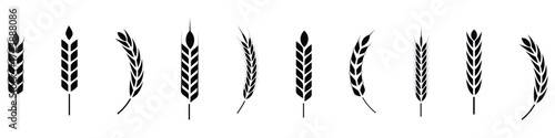 Wheat Ears Icons, Flat Vector Agriculture Wheat.  Labels for Farming, Bread, Beer Logo, Packaging, Organic Food Concept. Wheat Ears Icons Vector illustration.